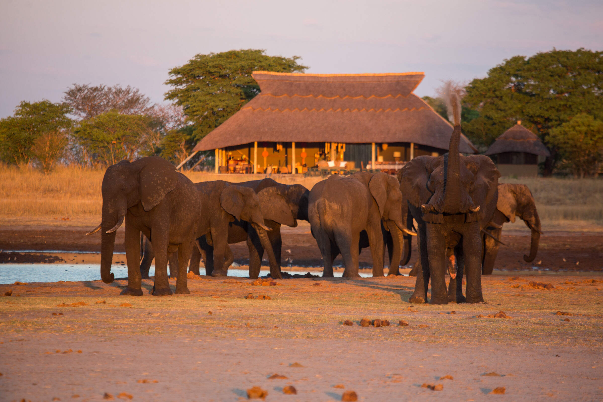 Hwange National Park Day Trip